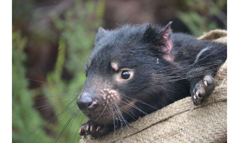 How an infectious tumor in Tasmanian devils evolved as it spread