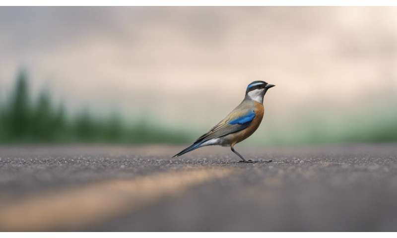 How bird life may be affected by roads – and what to do about it