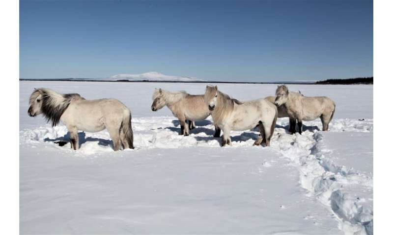 How horses can save the permafrost