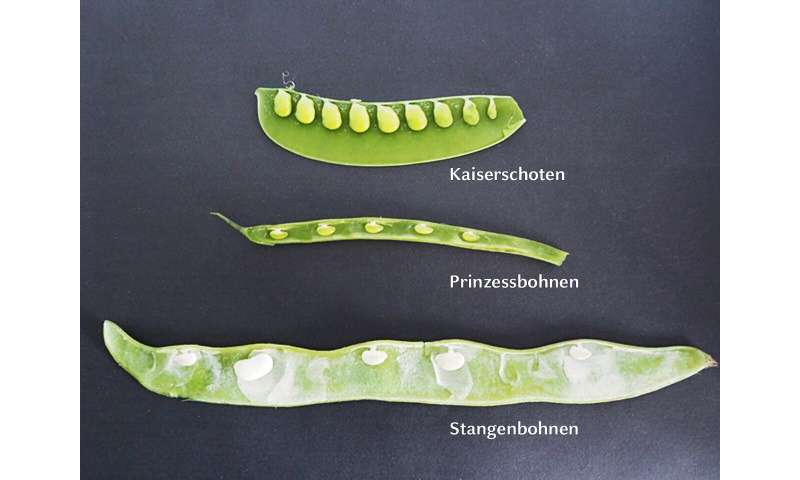 How plants ensure regular seed spacing