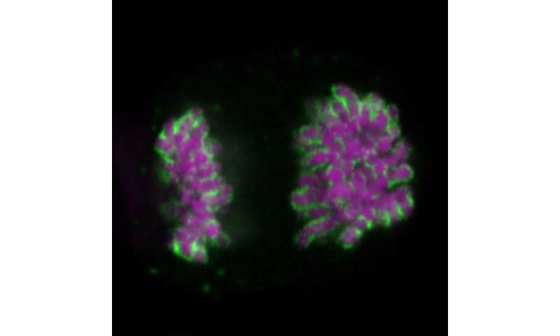How to remove unwanted components from the cell nucleus
