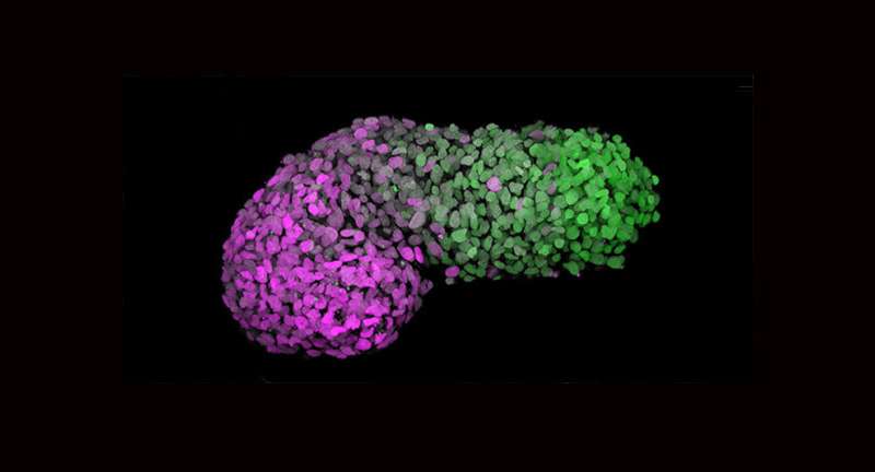 Human embryo-like model created from human stem cells