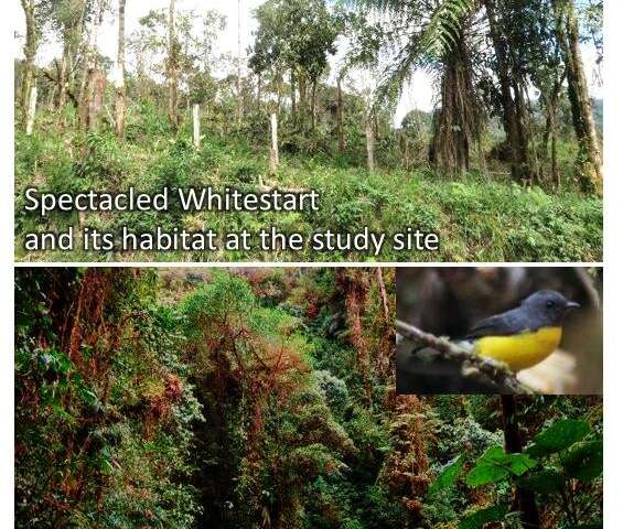 Human-made landscape promotes coexistence of two normally separated Andean warblers