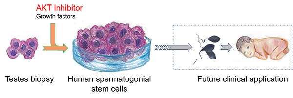 Human sperm stem cells grown in lab, an early step toward infertility treatment