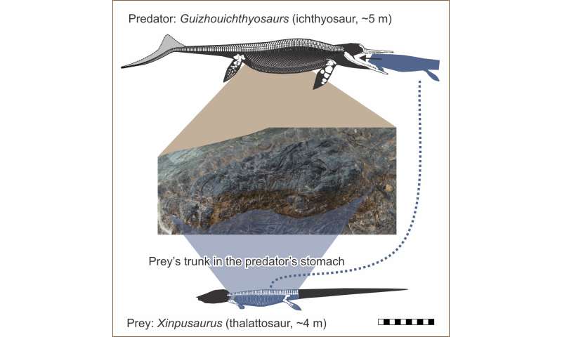 Ichthyosaur's last meal is evidence of triassic megapredation