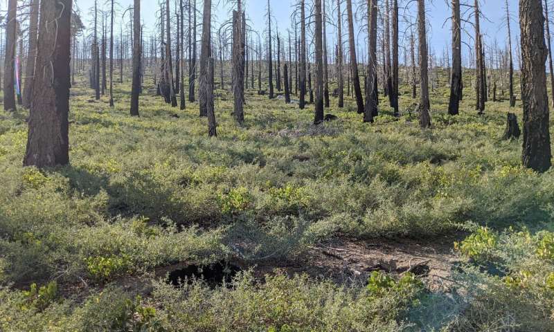 Identifying where to reforest after wildfire