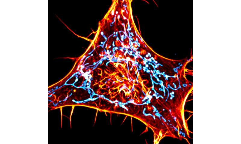 Imaging method highlights new role for cellular 