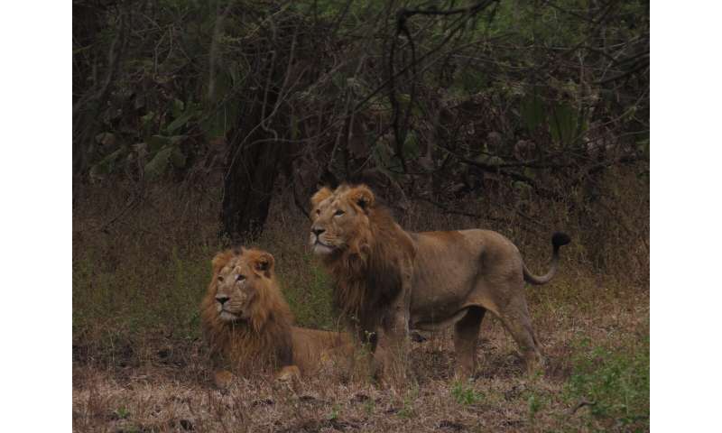 Improving assessments of an endangered lion population in India
