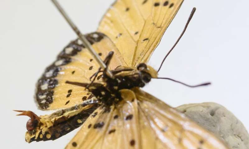 In butterfly battle of sexes, males deploy 'chastity belts' but females fight back