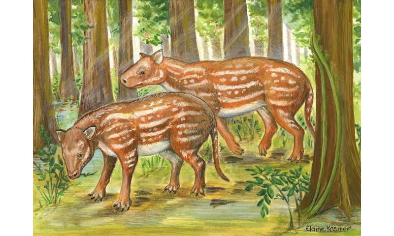Indian fossils support new hypothesis for origin of hoofed mammals