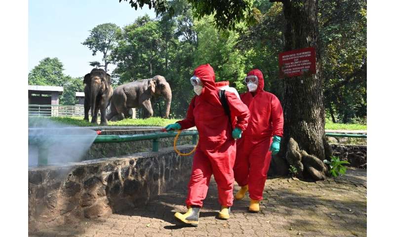 Indonesian fire fighters spray disinfectant next to elephants at the Ragunan zoo ahead of its reopening in Jakarta