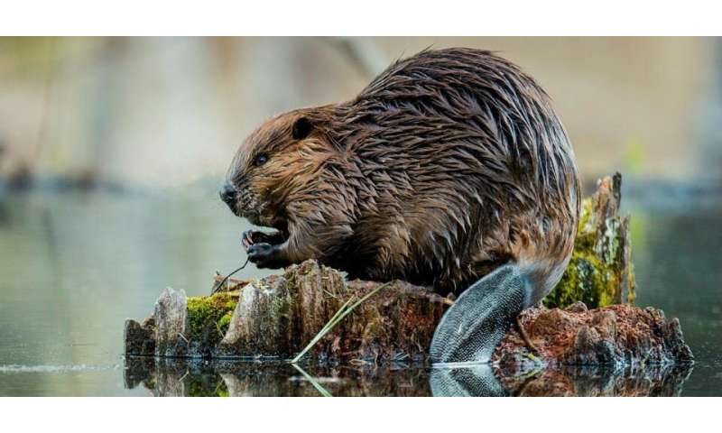 Industrial ‘borrow pits’ benefit beavers and wolverines, study shows