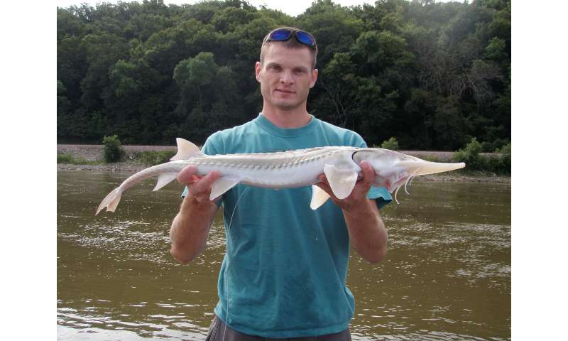 In Missouri River, sturgeon don’t look their age