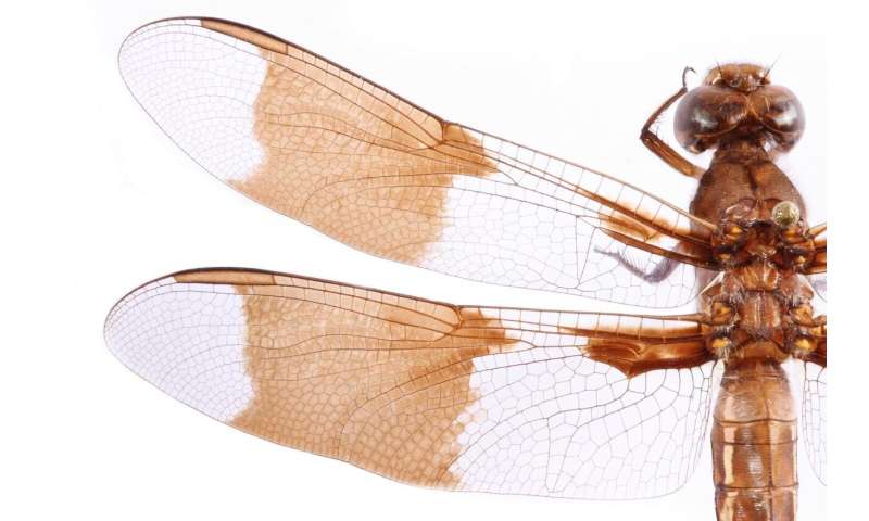 Insect wings inspire new ways to fight superbugs