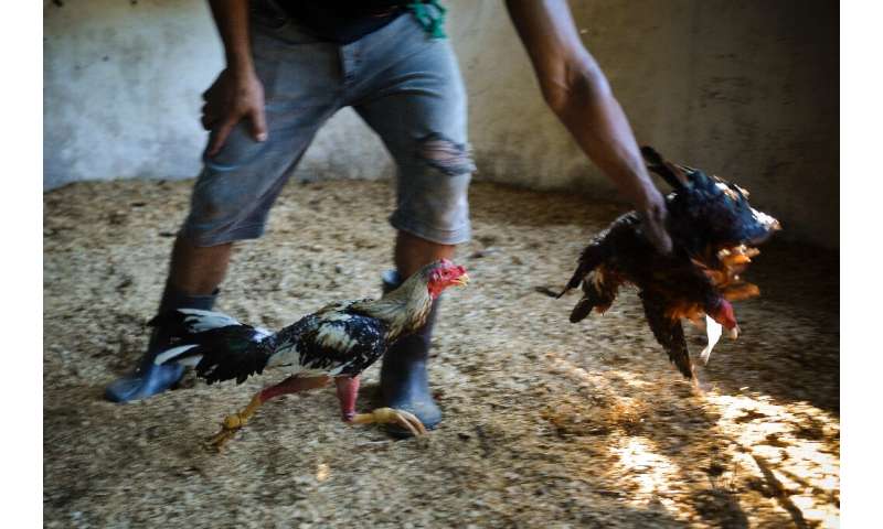In training—cock fighting is a traditional sport in many parts of the world