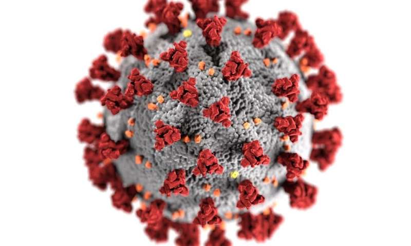 I study viruses: How our team isolated the new coronavirus to fight the global pandemic