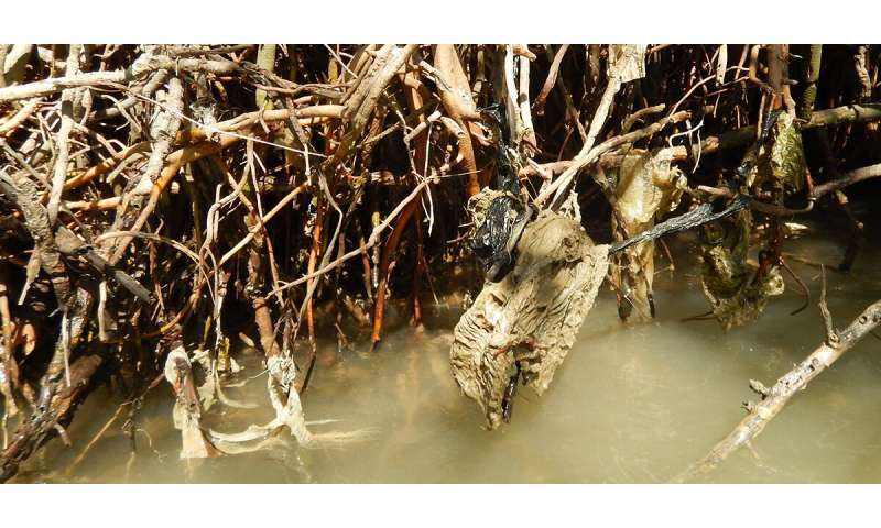 Java's protective mangroves smothered by plastic waste