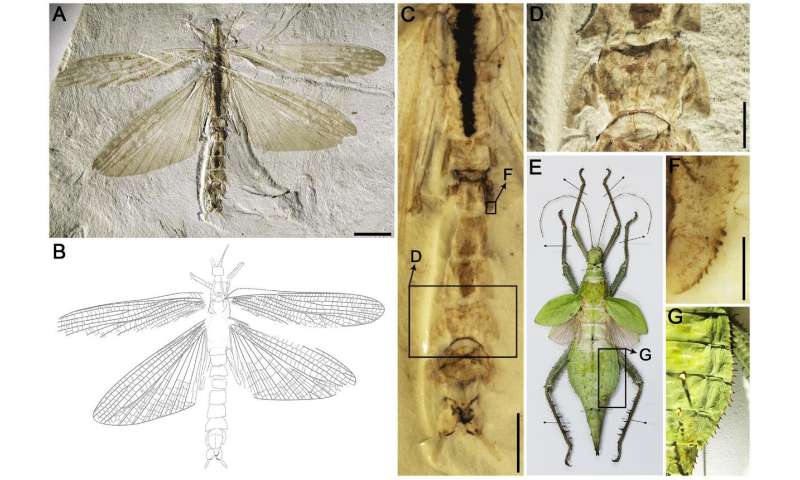 MYSTERY JURASSIC ERA INSECT DISCOVERED