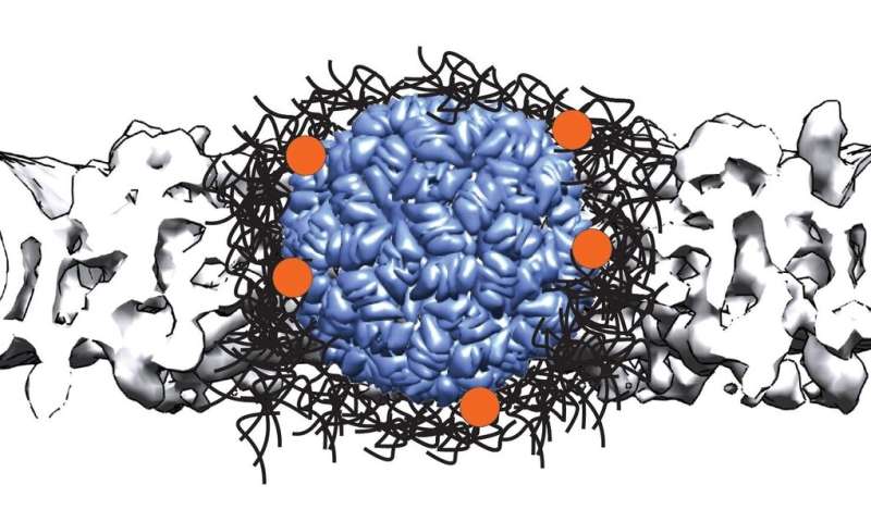 Large molecules need more help to travel through a nuclear pore into the cell nucleus