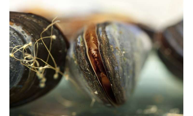 Laundry lint can cause significant tissue damage within marine mussels