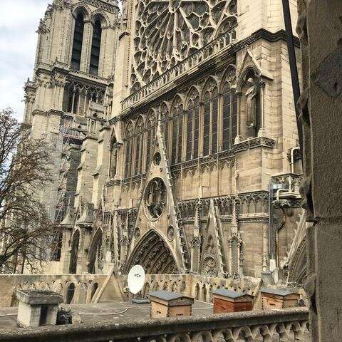 Lead released in Notre Dame Cathedral fire detected in Parisian honey