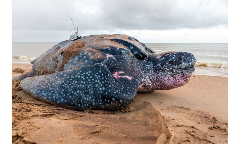 Leatherback sea turtles can weigh up to 600 kilogrammes