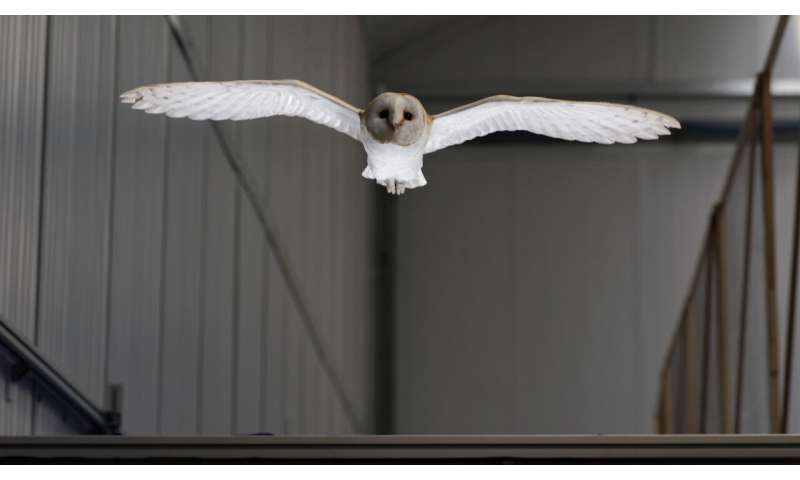 Lily the barn owl reveals how birds fly in gusty winds