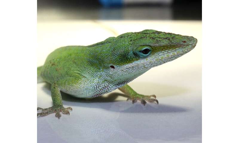 Lizards’ immune systems are not only for fighting germs, but also for regrowing severed tails