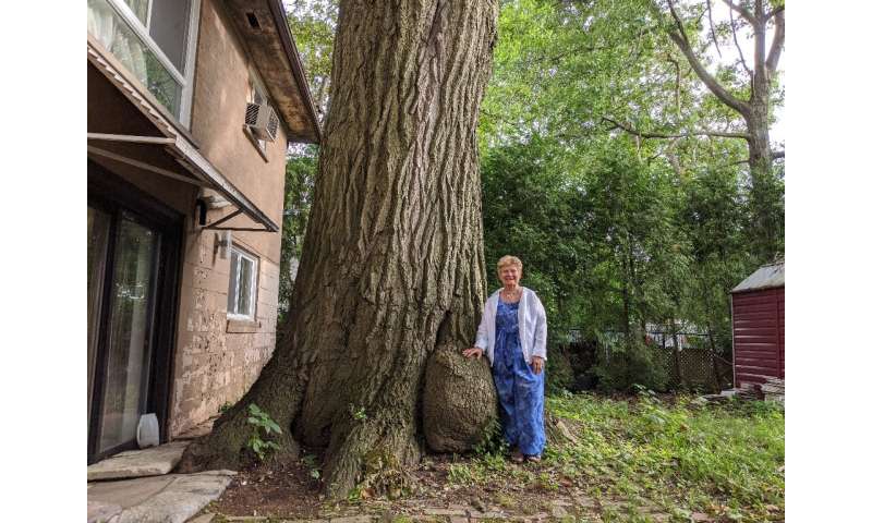 Local North York resident Edith George stands next to the oak tree, which she spent 14 years lobbying to preserve