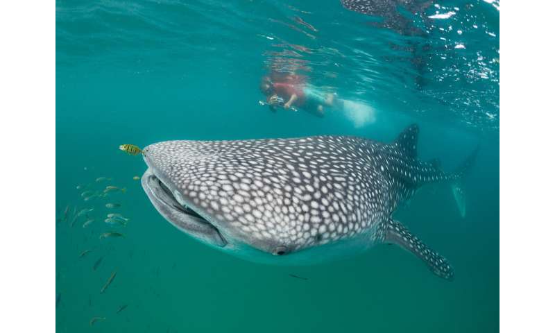 Lockdowns are no problem for whale sharks in Tanzania