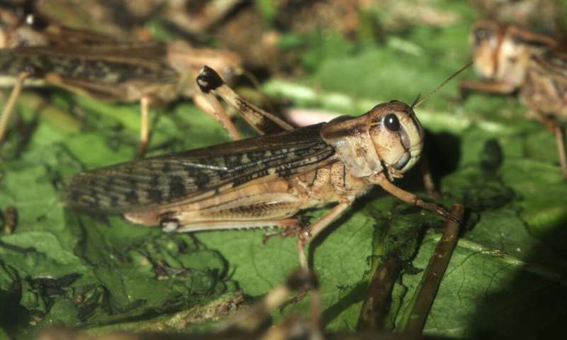 Locust invasion threatens wildlife and livelihoods in Kenya