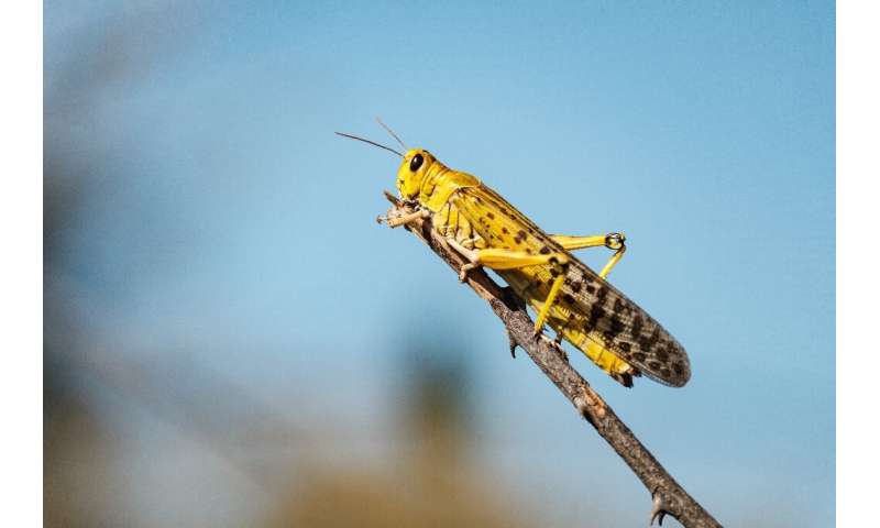 Locusts swarms are threatening food supplies in East Africa, where 12 million are already going hungry
