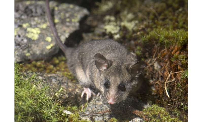 Looks like an ANZAC biscuit, tastes like a protein bar: Bogong Bikkies help mountain pygmy-possums after fire
