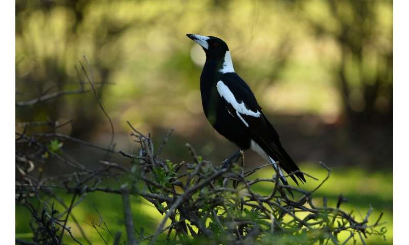 Magpies in Australia are best known for swooping on cyclists during spring
