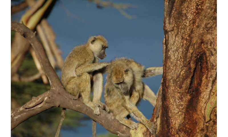 Male baboons with female friends live longer