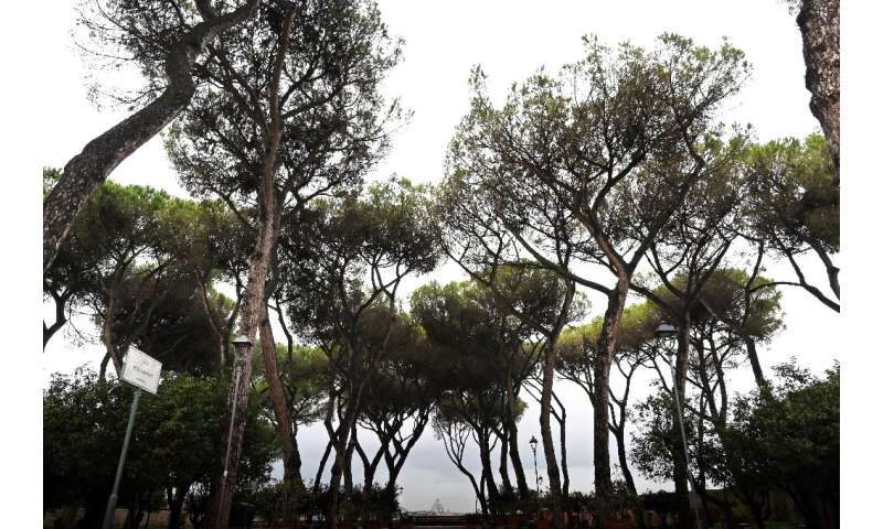 Many pines in the southern region of Campania that includes Naples have already succumbed to the insect invaders, but authoritie