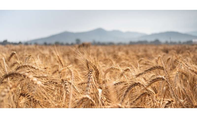 Un estudio genómico a gran escala revela la diversidad de trigo para la mejora de cultivos