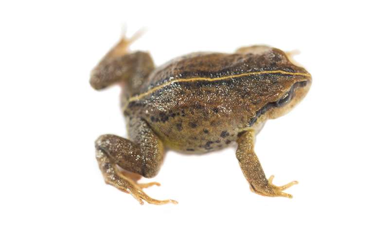 Meet Phrynopus remotum — the world’s newest frog to get a name