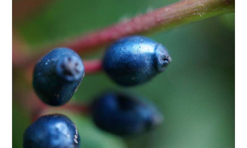 Metallic blue fruits use fat to produce color and signal a treat for birds