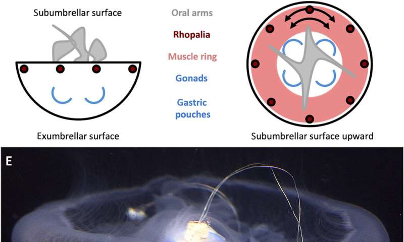 Microelectronics embedded in live jellyfish enhance propulsion