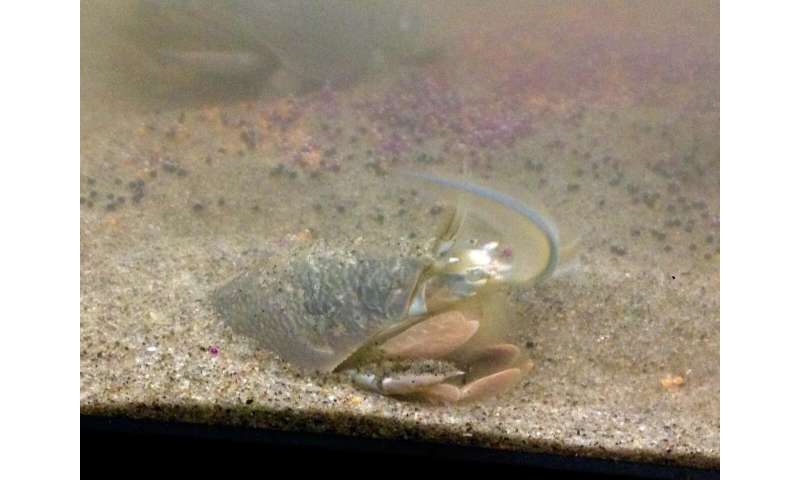 Microplastics affect sand crabs' mortality and reproduction, PSU study finds