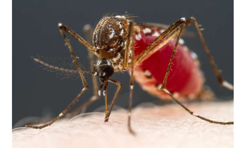 Mosquitoes' taste for blood traced to four types of neurons