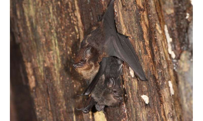 Mother bats use baby talk to communicate with their pups