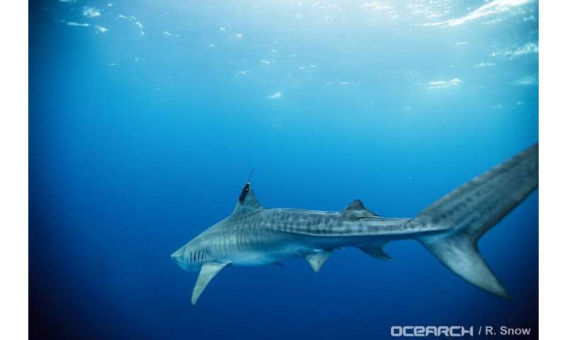 Movements of tiger sharks at varying life stages tracked in Gulf of Mexico