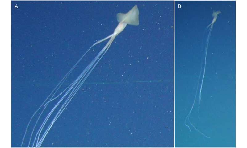 Multiple sightings of mysterious, Bigfin squid documented in the Great Australian Bight