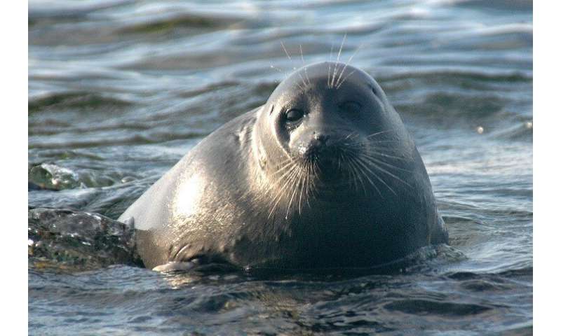 Mystery of Siberian freshwater seal food choice solved - Phys.org