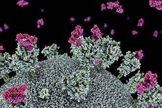"Nanobodies" zouden aanwijzingen kunnen bevatten voor nieuwe COVID-19-therapieën