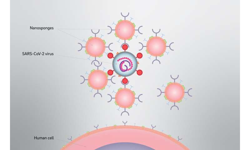 Nanosponges could intercept coronavirus infection