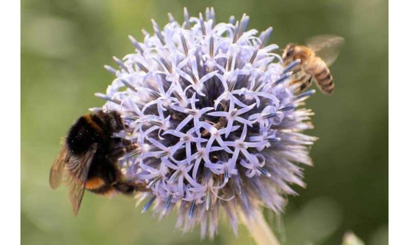Native bees also facing novel pandemic