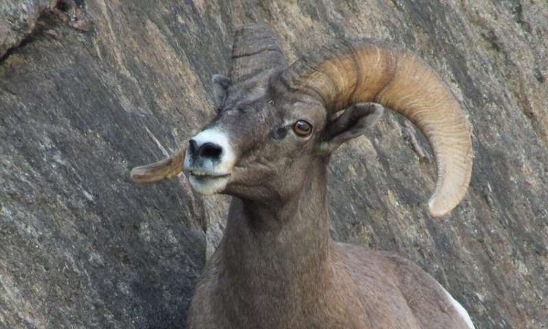 Native desert bighorn sheep in ecologically intact areas are less vulnerable to climate change